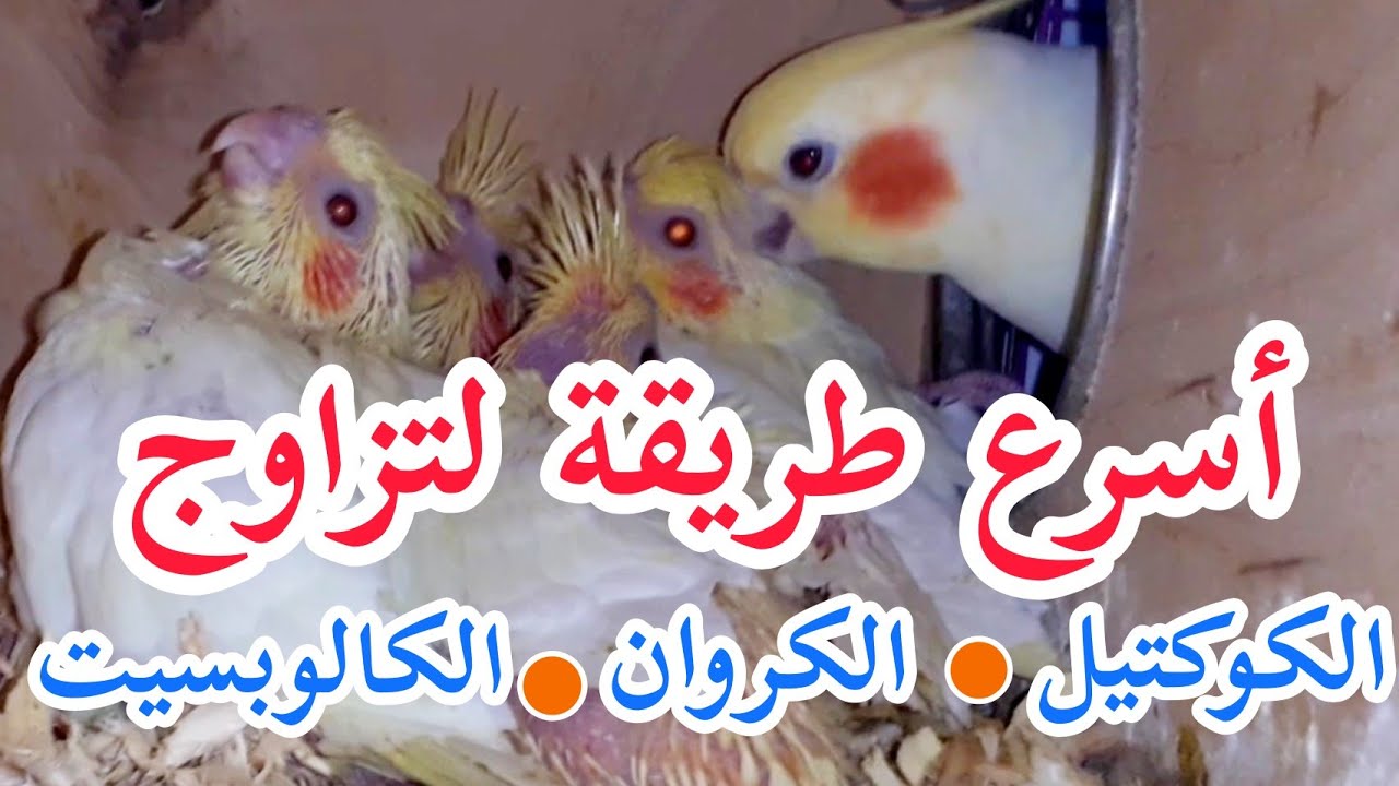 تزاوج الكوكتيل بسرعة