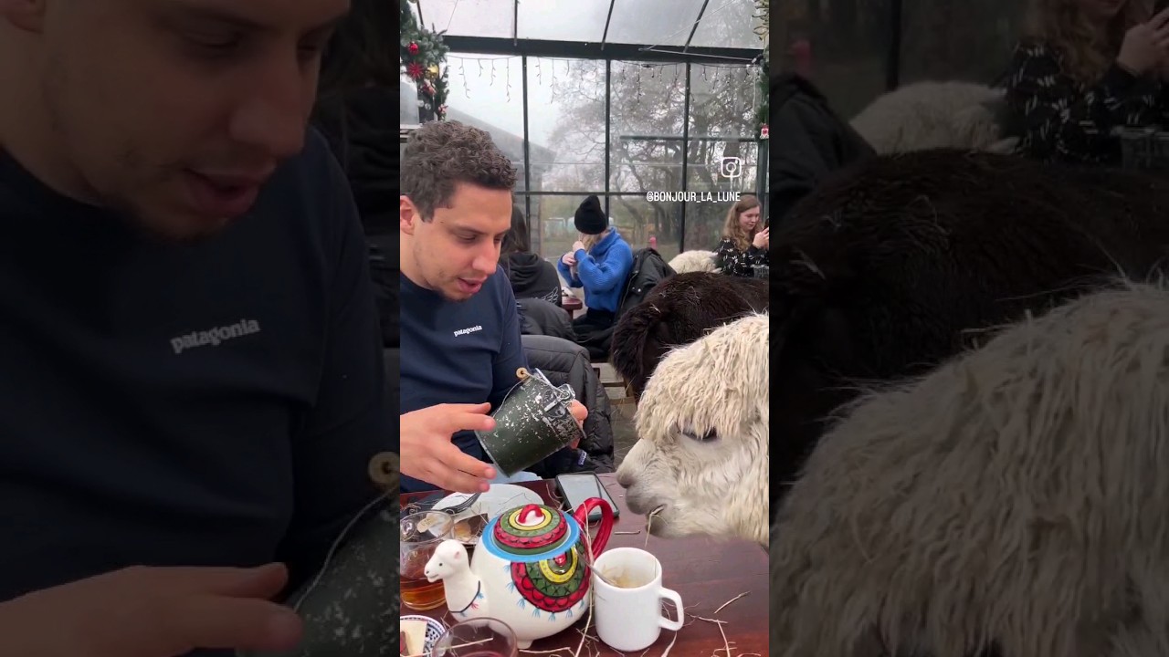 Share a high tea with the sweetest alpacas. ♡@alpaca.ecofarm