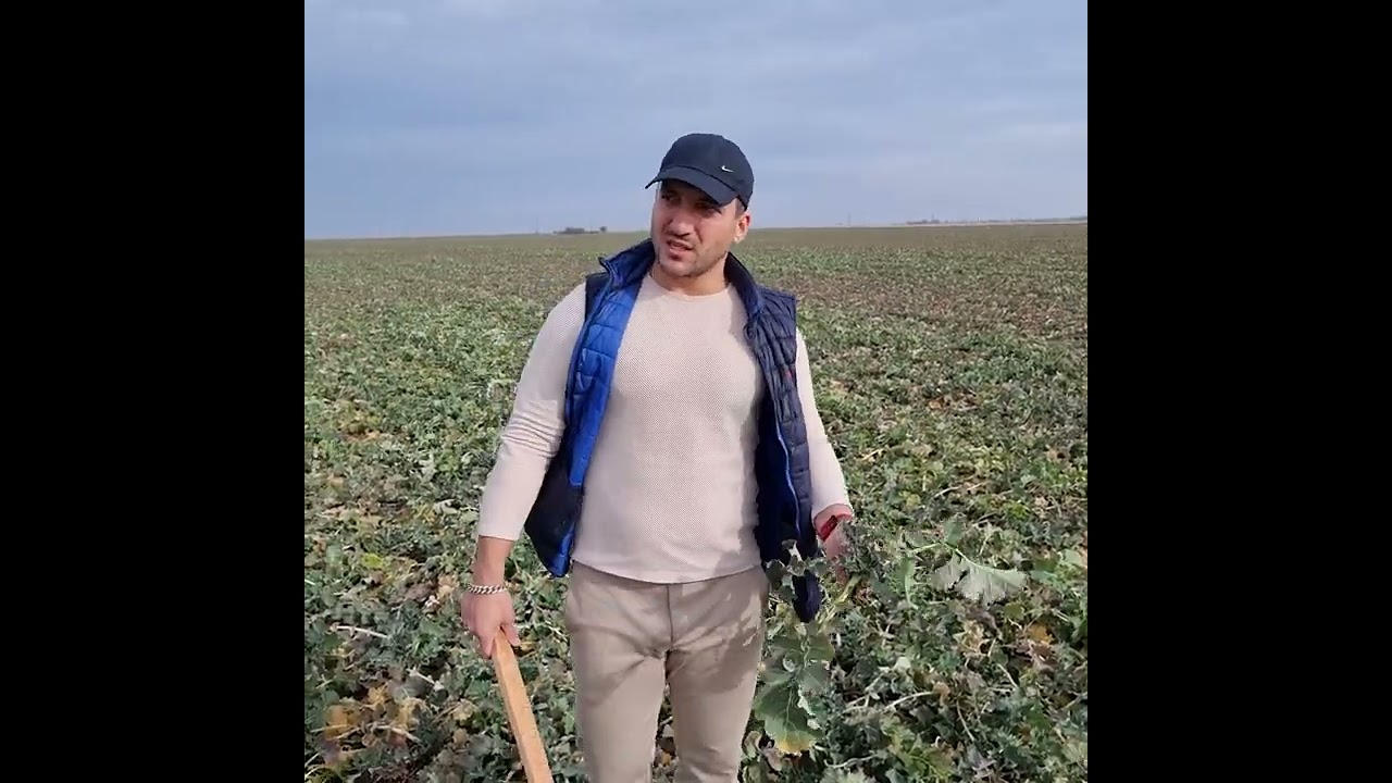 RAPIȚĂ - fertilizare + control fitosanitar 💯