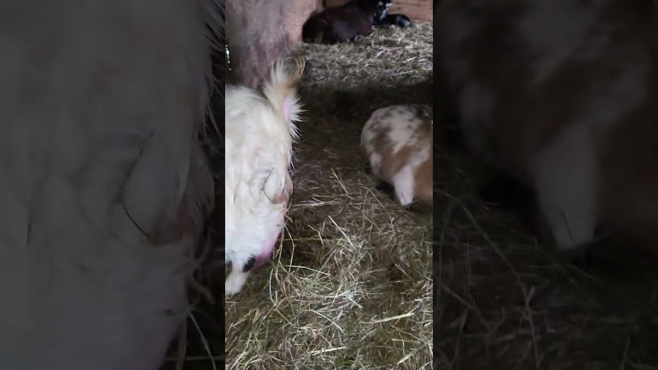 realizing my goat is having trouble giving birth 5-23-24