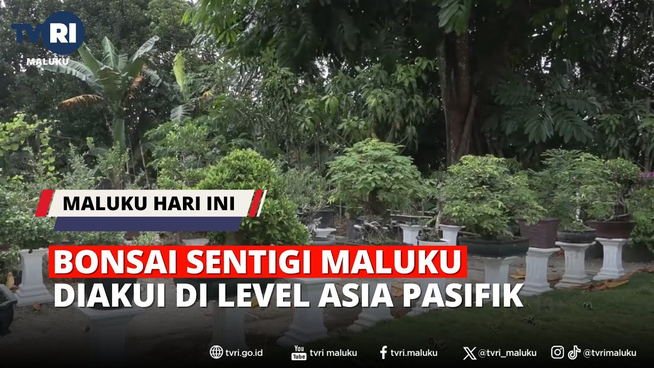 BONSAI SENTIGI MALUKU DIAKUI DI LEVEL ASIA PASIFIK - MHI 24/01/2026