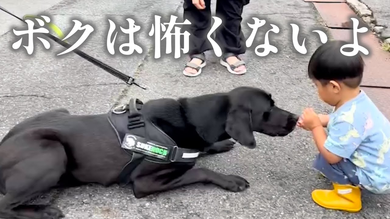 子供にやさしい大型犬！大好きな人が来てくれて大興奮【おまけ】広島特殊犬隊SK6緊急出動！
