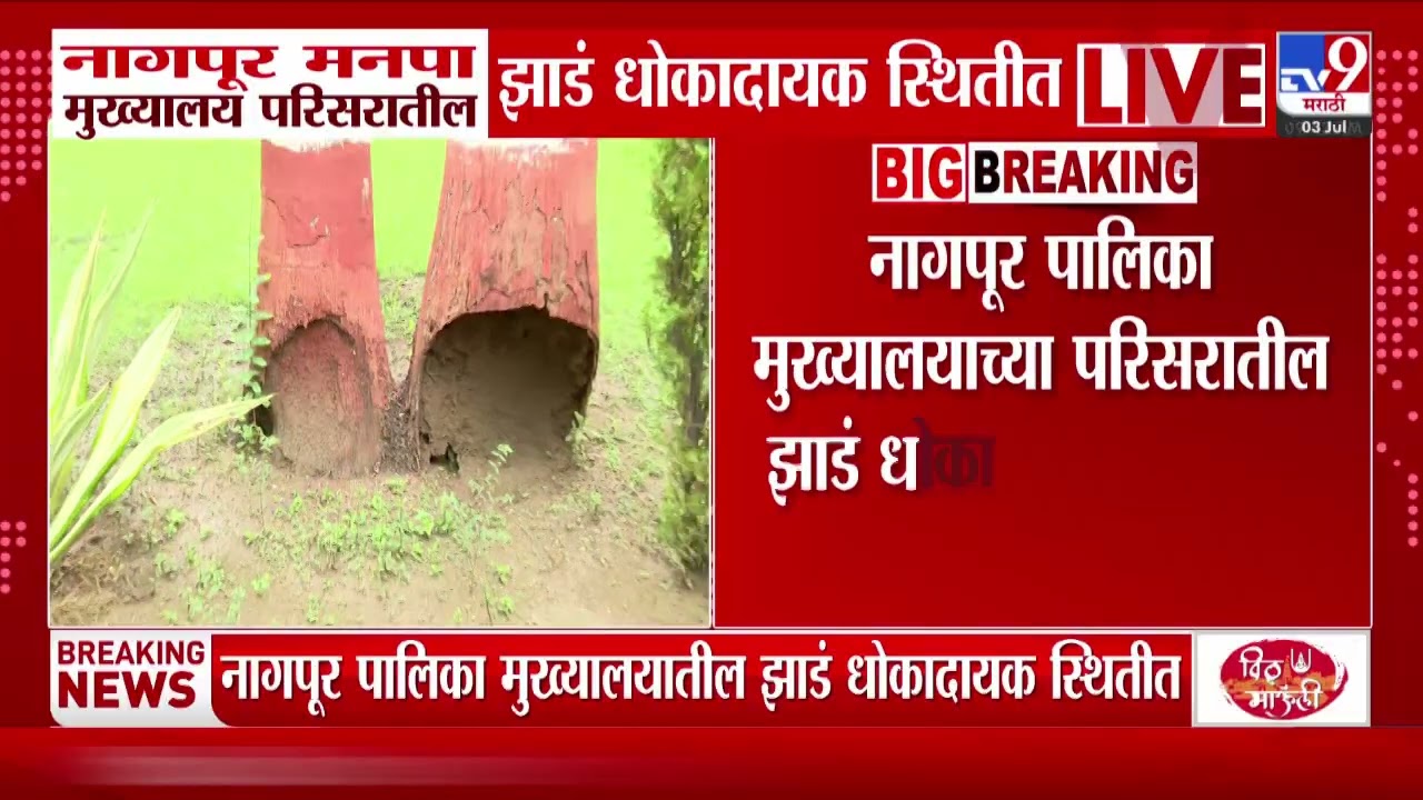 Nagpur Rain | नागपूर पालिका मुख्यालयाच्या परिसरातील झाडं धोकादायक स्थितीत