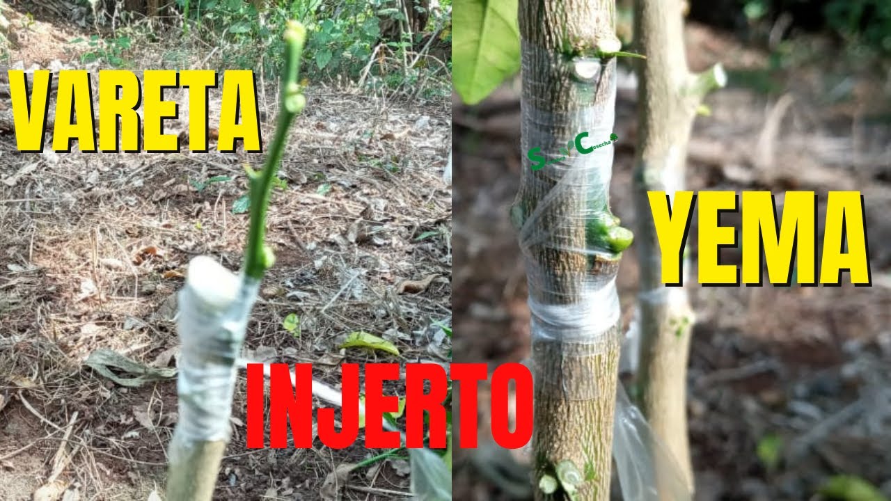 Como INJERTAR LIM&Oacute;N por YEMA y VARETA F&aacute;cil | Injerto de citricos