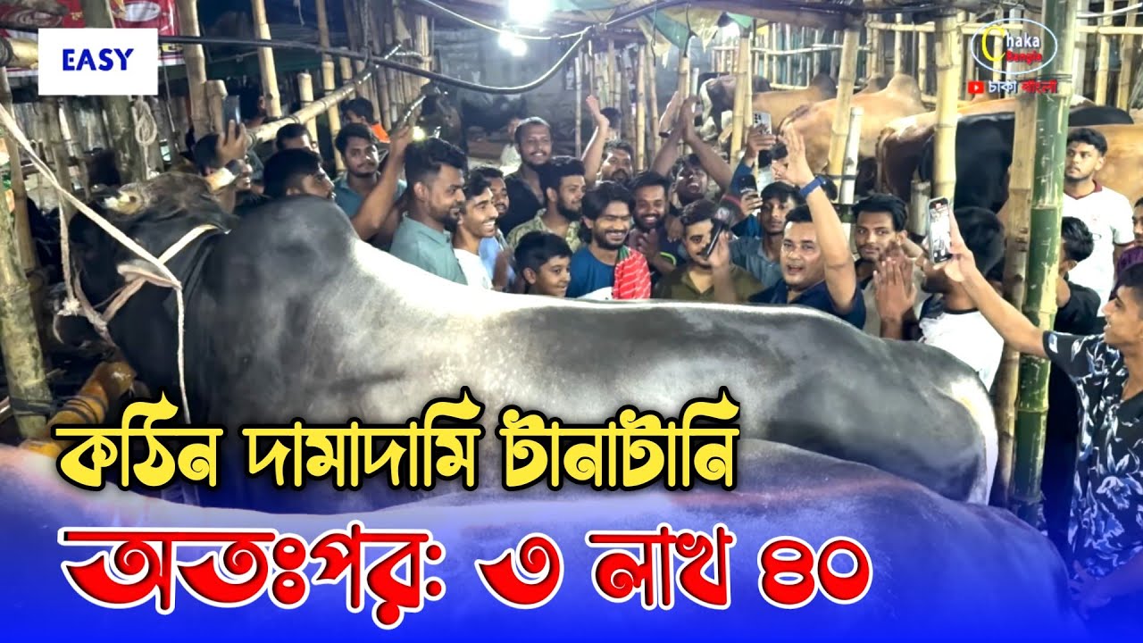 সুঠাম দেহের গরু 'ক্রেতা কিভাবে টানাটানি করে কিনছে দেখুন!