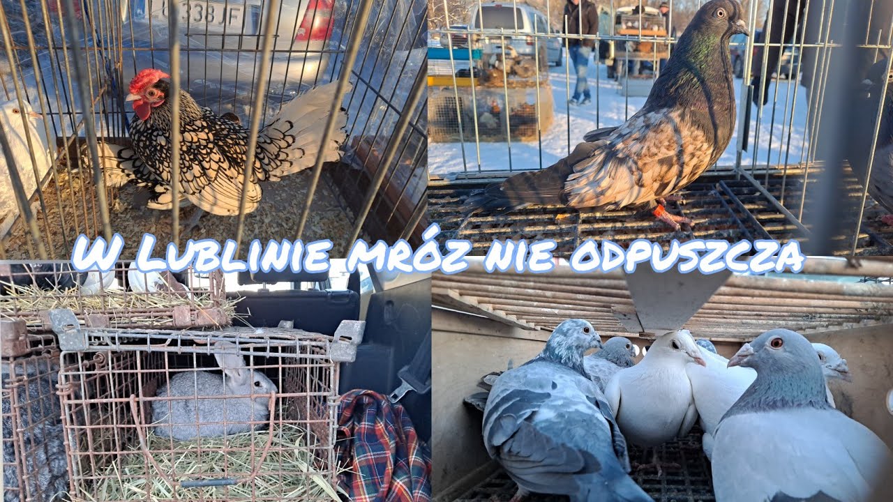 Giełda Zwierząt Lublin 17.01.2026 gołębie,kury,kaczki,króliki 