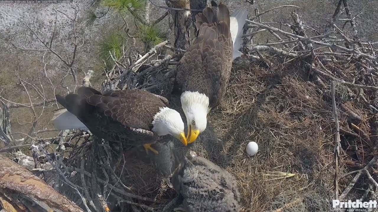 SWFL EAGLE CAM 2026.1.18 🐟M15 brought in a big fish! They did a tandem feeding.