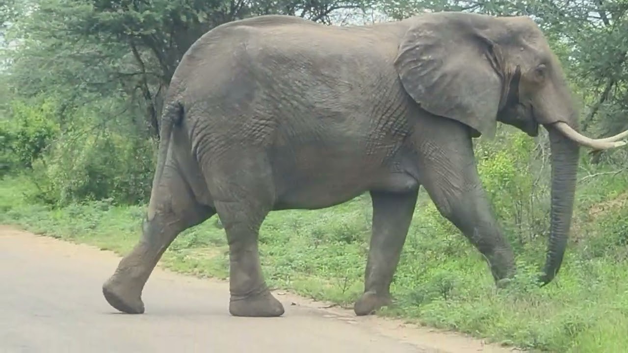 #wildlife#krugernationalpark#elephantcrossingtheroadandbabyelephantrunning#viralvideo#southafrica