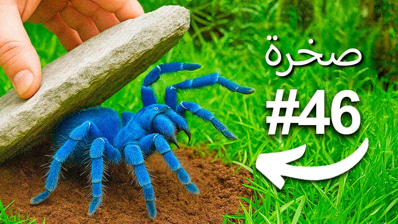 قلبت 100 صخرة في غابة مطيرة، هذا ما وجدته