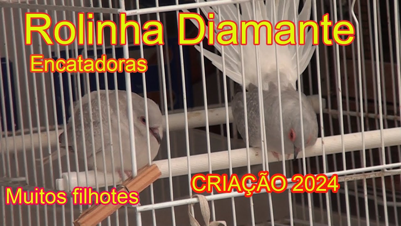 Rolinha diamante 2024// criação