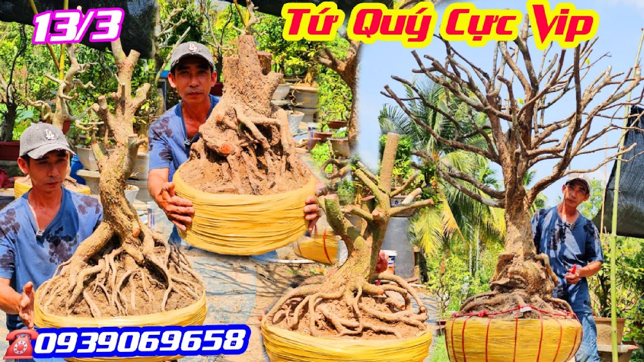 #Tuấn_0939069658, BG 13/3, Phôi Mai Tứ Quý Đế Cực Vip, Chi Cành Đẹp, Giá Dễ Chơi @cscantho 