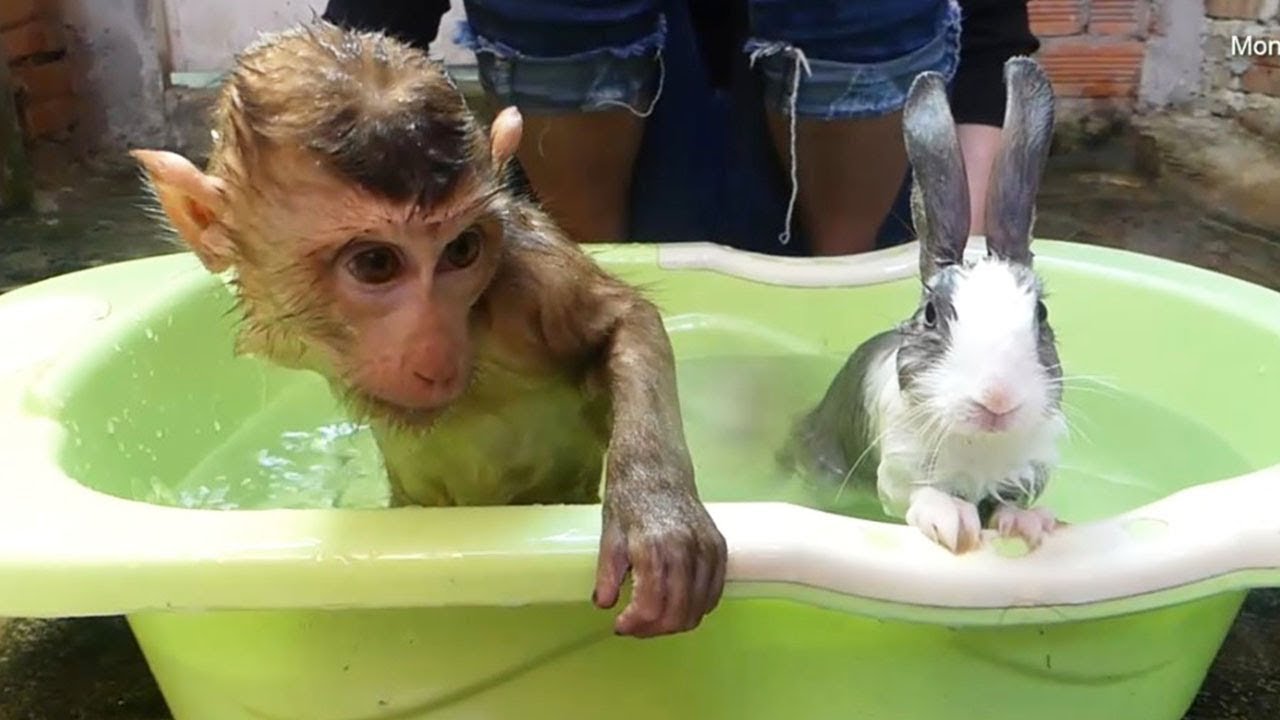 Monkey Baby Dodo Happy To Take Warming Bath With Cutie Baby Rabbit