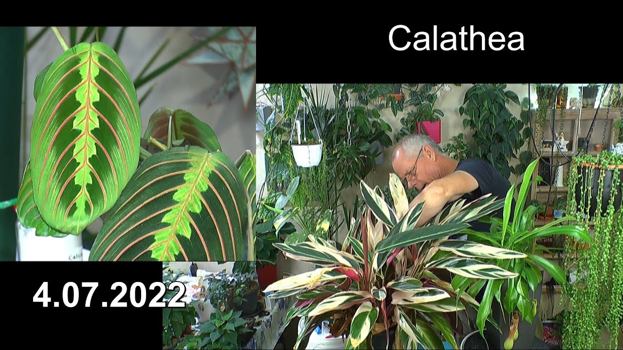 Calathea und Maranta Pflege, Begonien im Wasser bewurzeln und Frauenschuh Orchidee