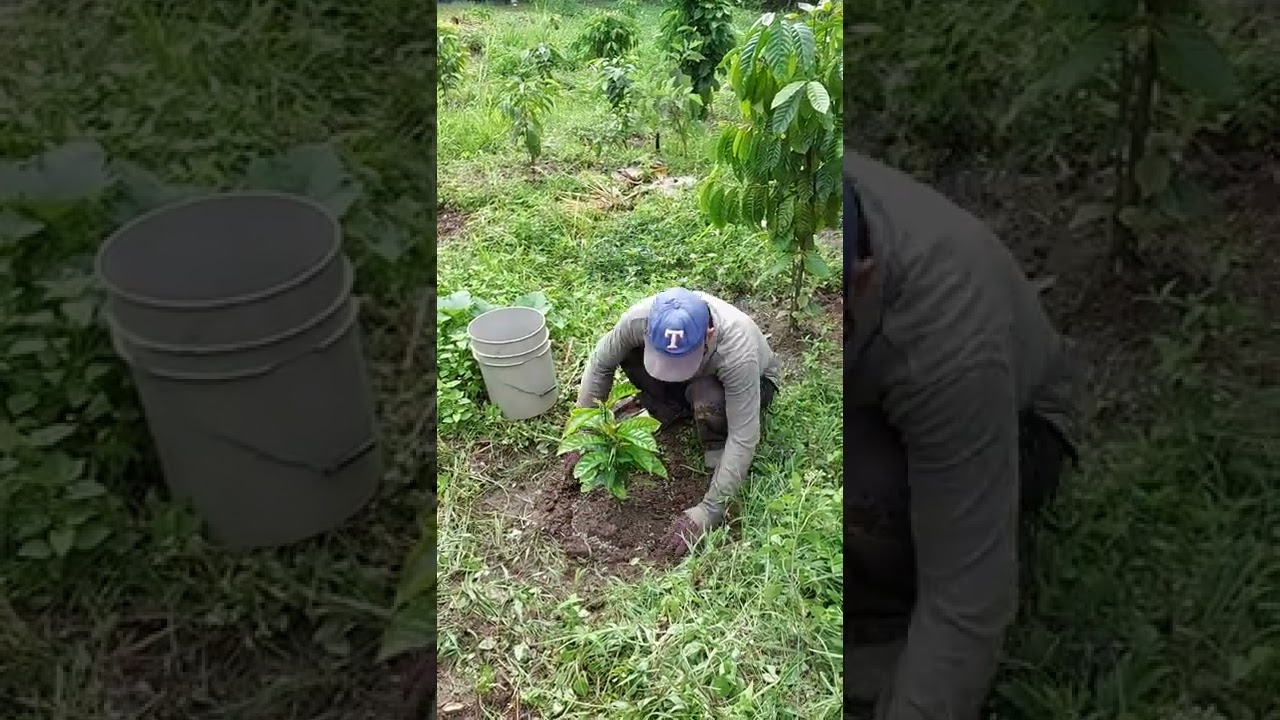Cara cara membaja pohon kopi