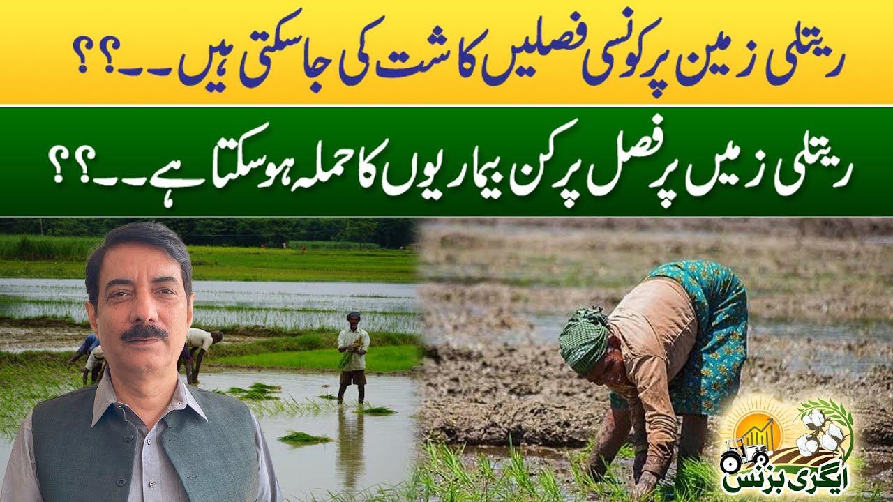 Raitli Zameen Par Konsi Faslein Kasht ki Ja Sakti Hai? - Agri Business - 04 OCT 2024 - Rohi