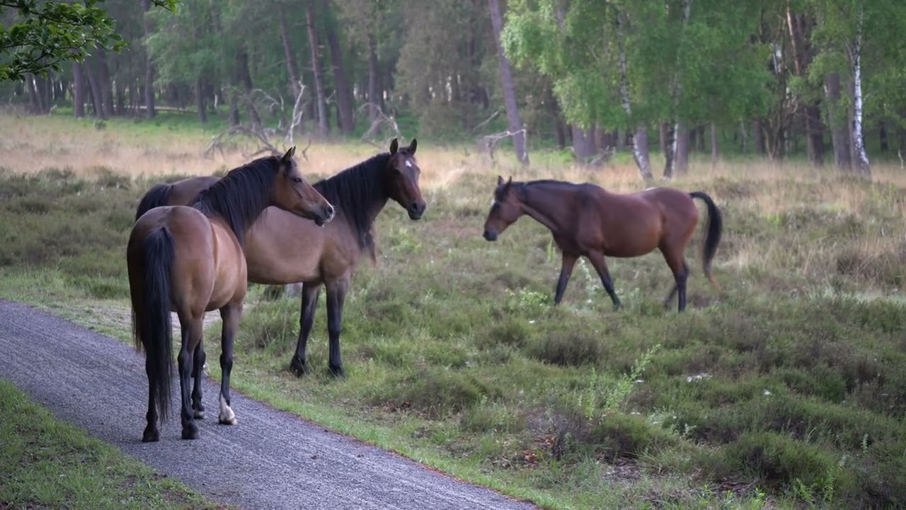 Wild horses