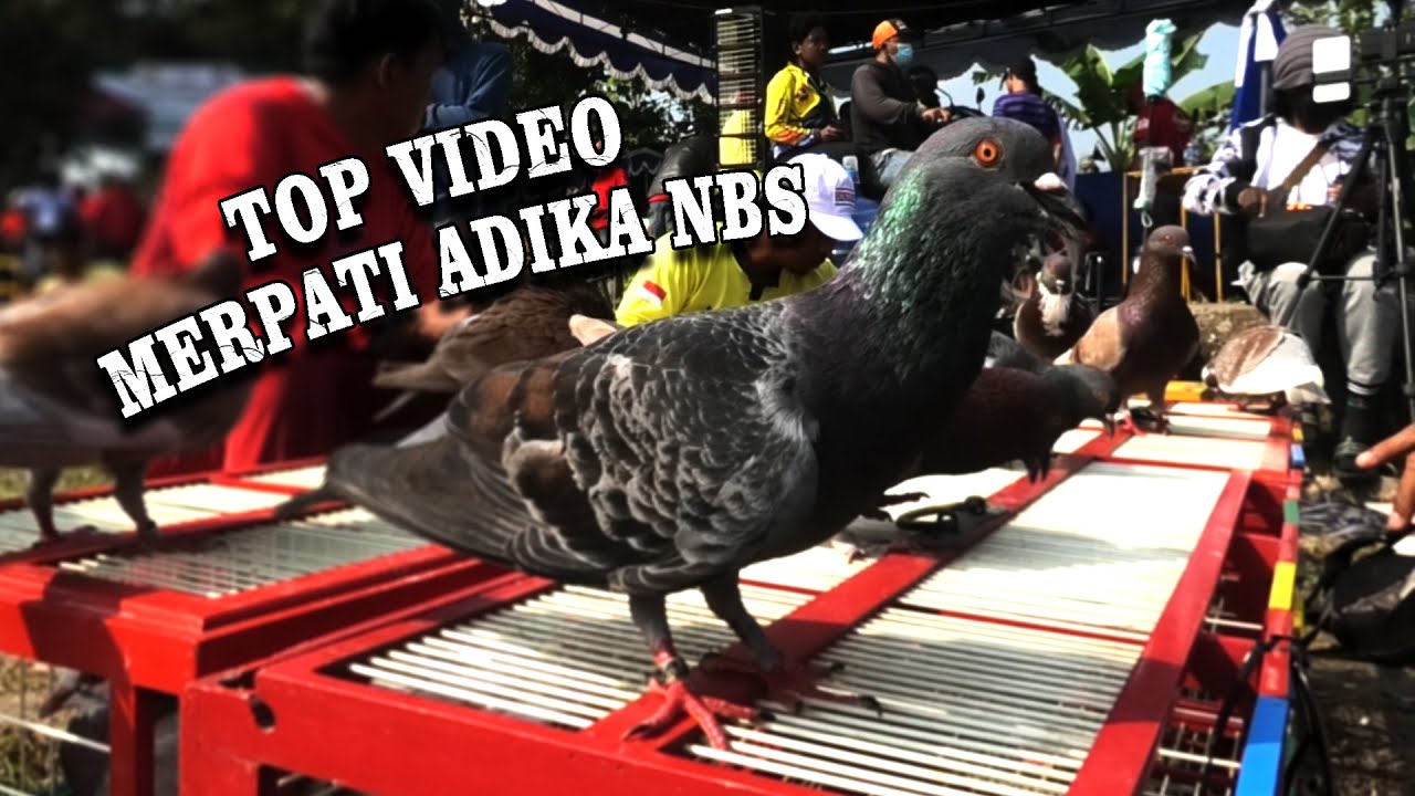 Top Video Merpati AdikaNBS Di Lapaka Jarakan