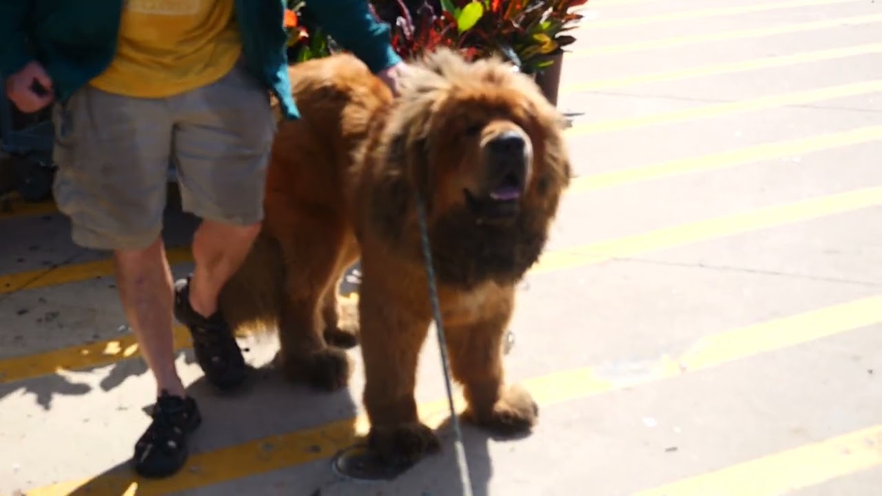Mt.Chewy rising share subscribe  i got 4 more years to grow follow join my pack insta,TikTok 