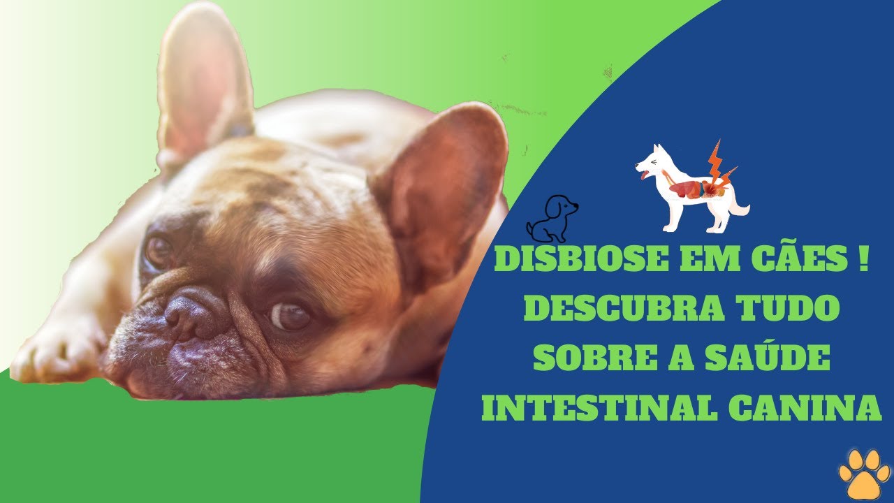 Disbiose em cães - descubra tudo sobre a saúde intestinal canina | Cãofeitaria Fit