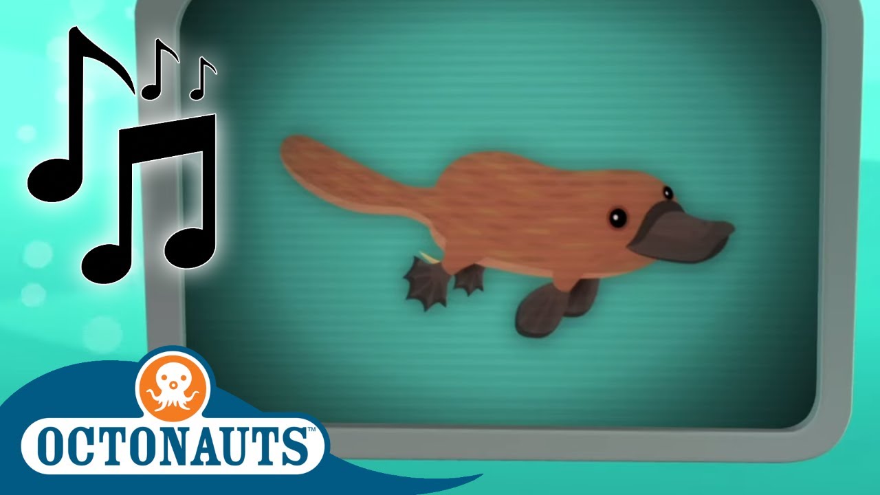 Octonauts - Double Billed Platypus and Others | Cartoons for Kids | Creature Reports