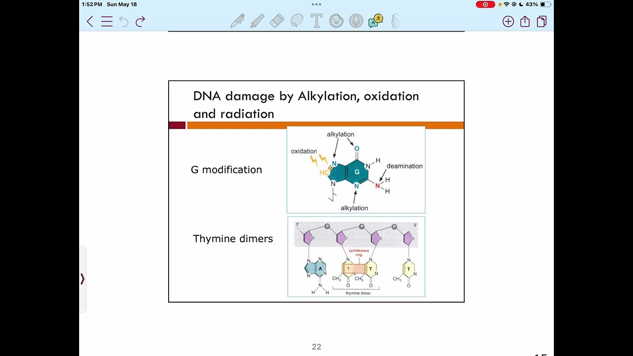 Molecular-thymine dimers(DNA damage)