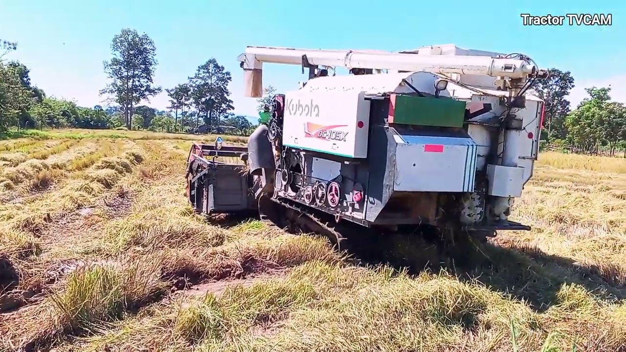 Watch Powerful Kubota DC105x Harvesting Rice Very Fast!