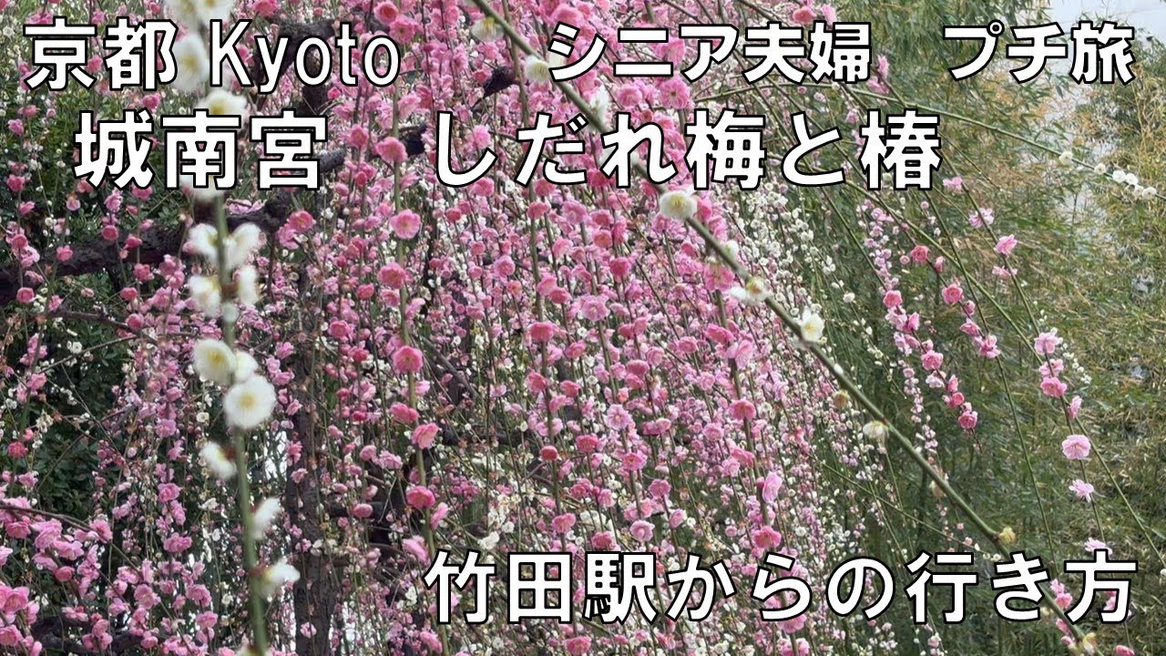 【京都 城南宮】しだれ梅と椿まつり 竹田駅から徒歩での行き方 Jonangu Kyoto Japan