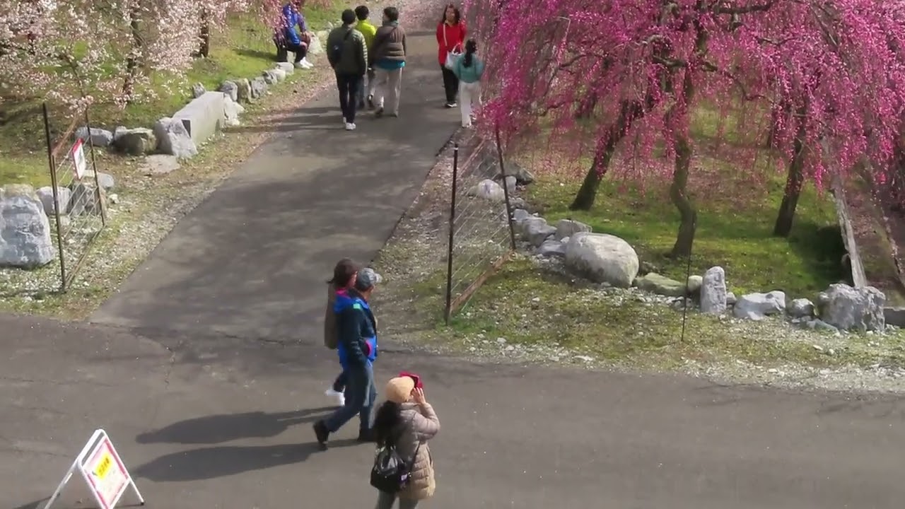 Inabe Plum Grove(いなべ梅林公園)