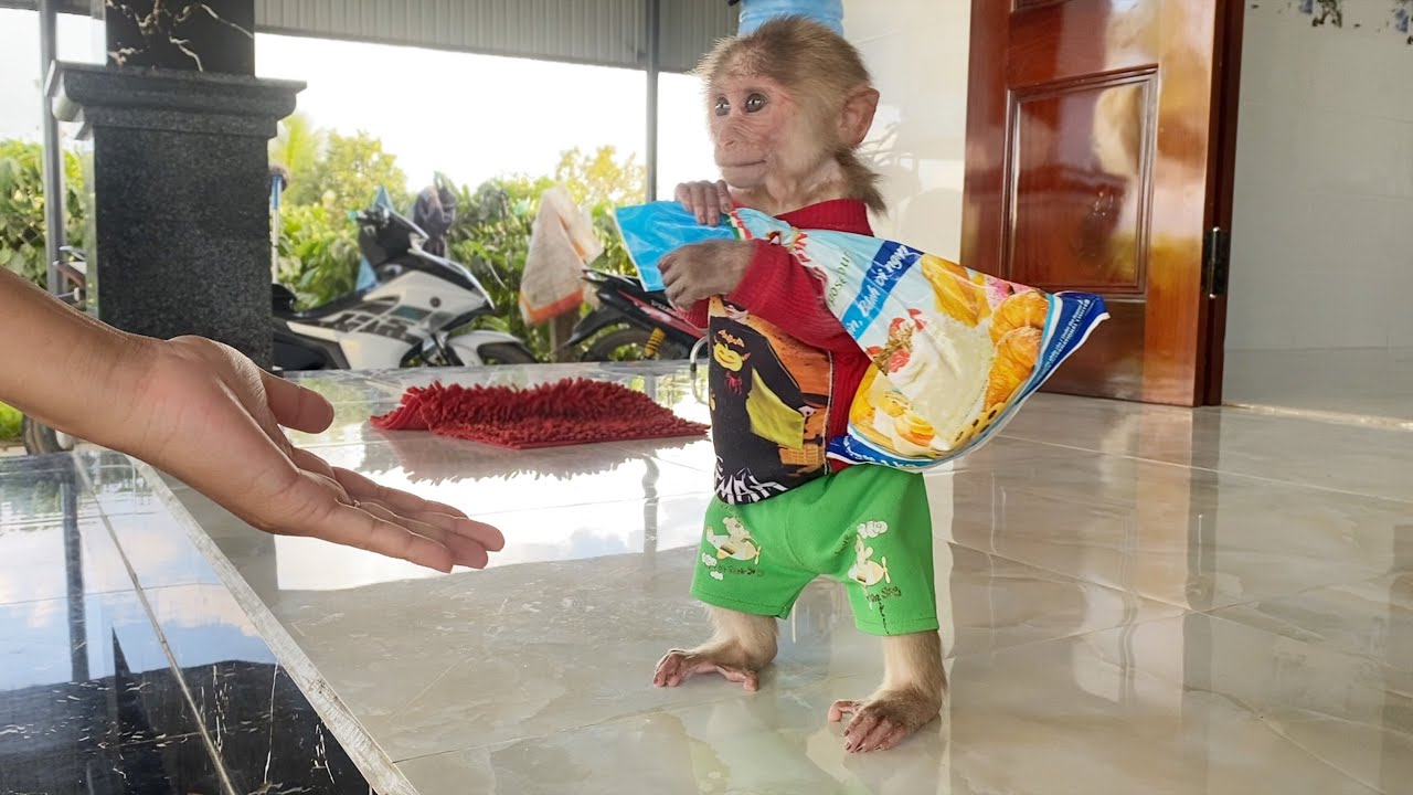 Smart SinSin Monkey Thanks To His Mother To Make Special Egg Cakes