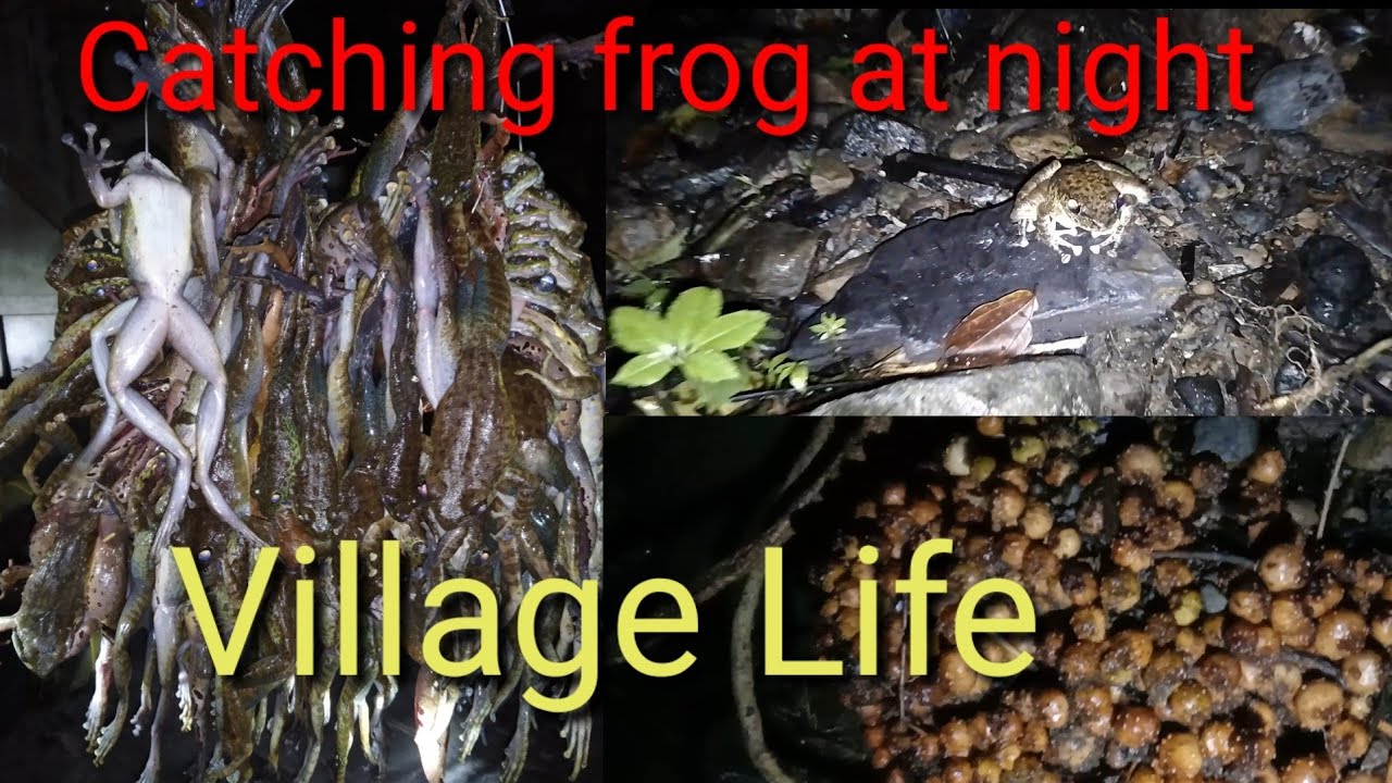 Catching Frog at Night😱✨#frogs #fishingvideo  @AkufitzNaga
