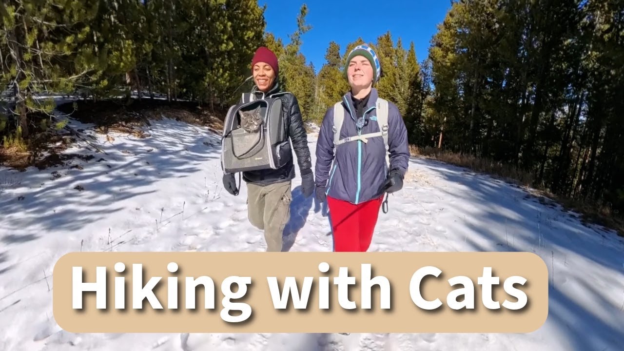 We Took Our Cats Hiking in Colorado