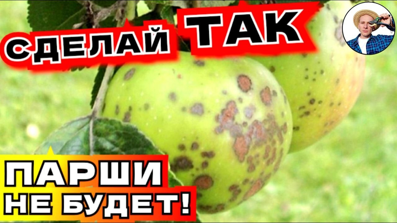 Яблоня НЕ ЗАБОЛЕЕТ ПАРШОЙ от Соседнего Участка: Как Защитить Сад от Парши и Болезней!