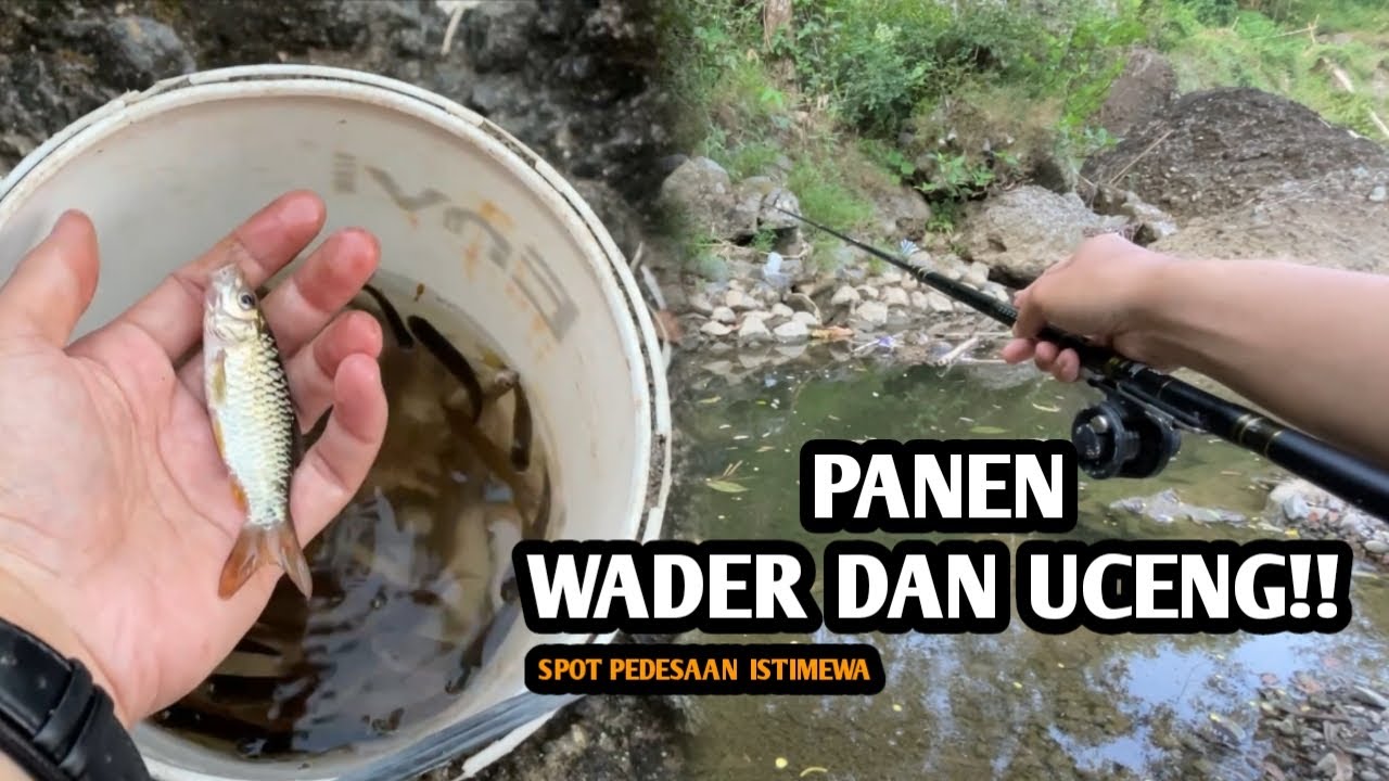 PANEN WADER DAN UCENG!! Mancing ikan wader dan uceng pakai teknik kumbul spot pedesaan
