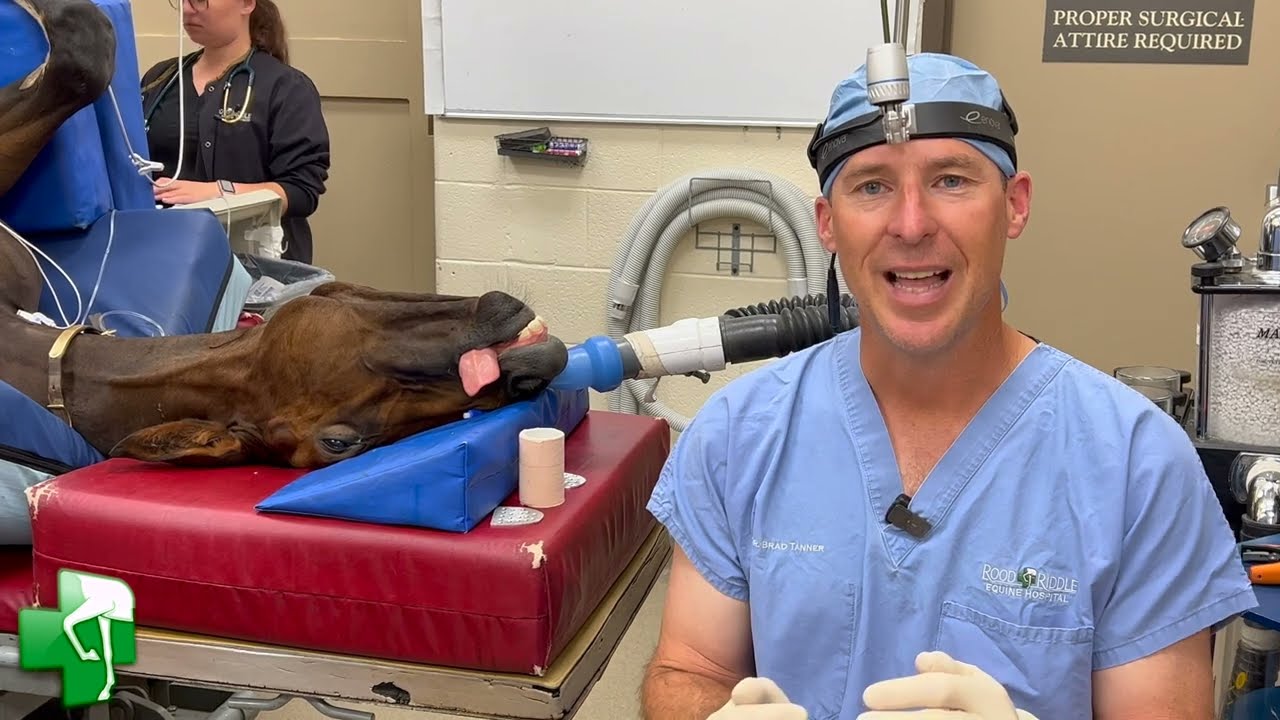 Treating a foal's Overbite with Dr  Brad Tanner from Rood & Riddle Equine Hospital