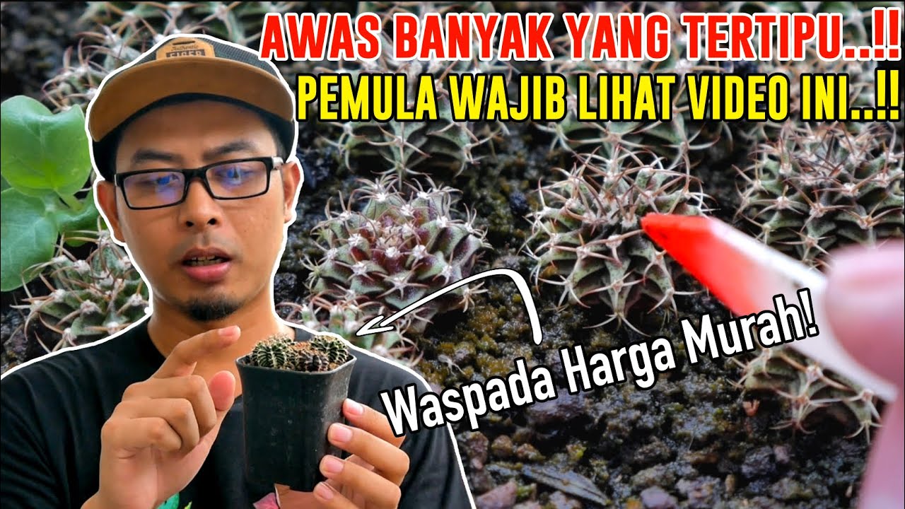 Awas Banyak Yang Tertipu - Curhat : Ini LB Atau MIHA ???