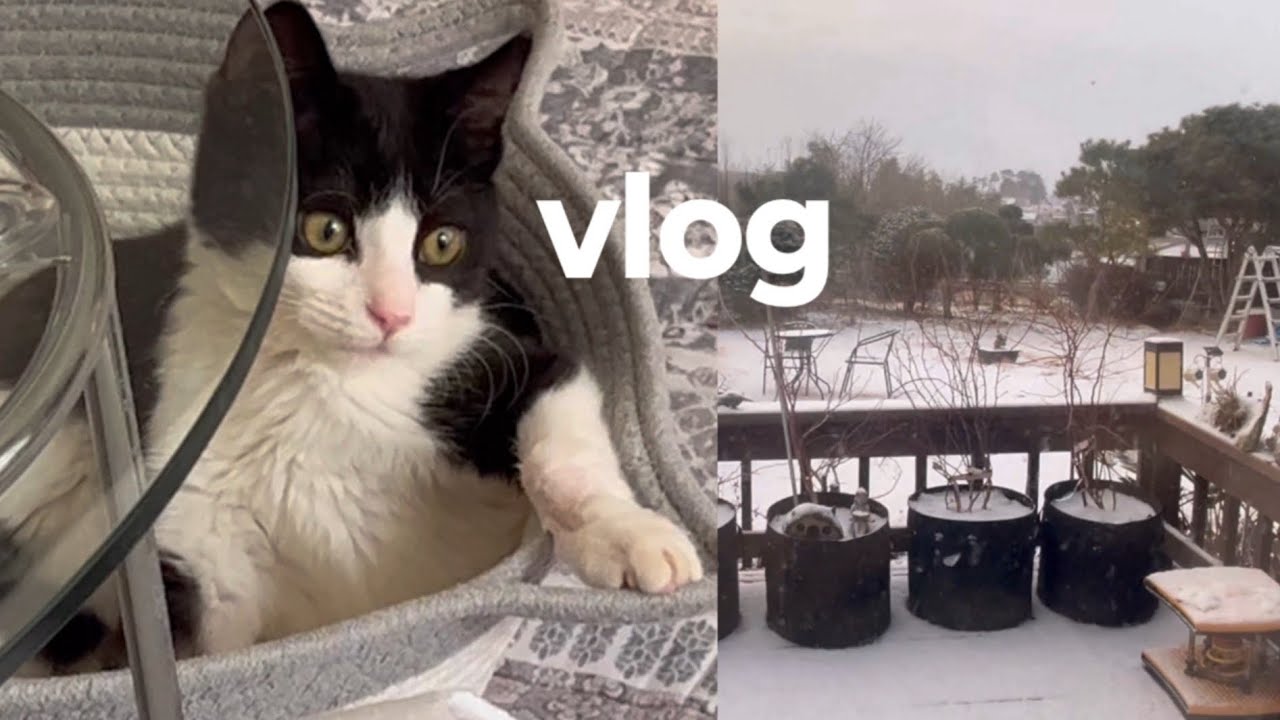 주택에 사는 백수 일상 Vlog | 강아지 고양이 🐶🐱 | 토마토 요리 🥫
