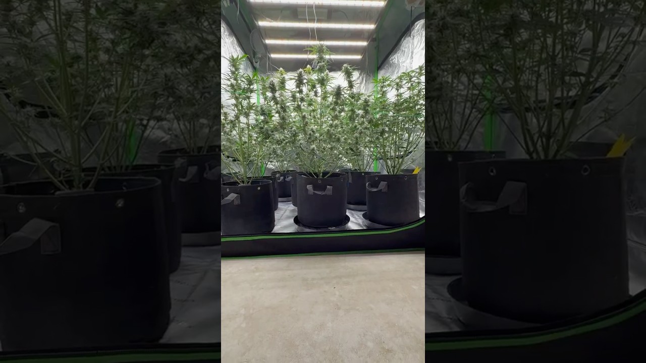 Mephisto Genetics 🥶☃️ #autoflower #indoorplants #athenaproline #metallica