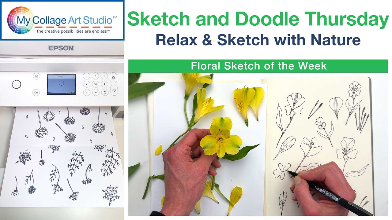 🌿 Nature Sketch: Peruvian Lilies | Sketch & Doodle Thursday