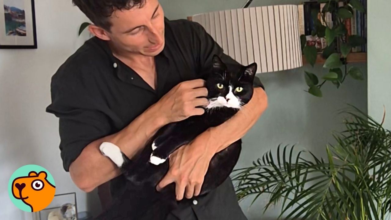 Man Thought He Was Getting a Quiet Cat, But He’s a Chaos Goblin | Cuddle Buddies