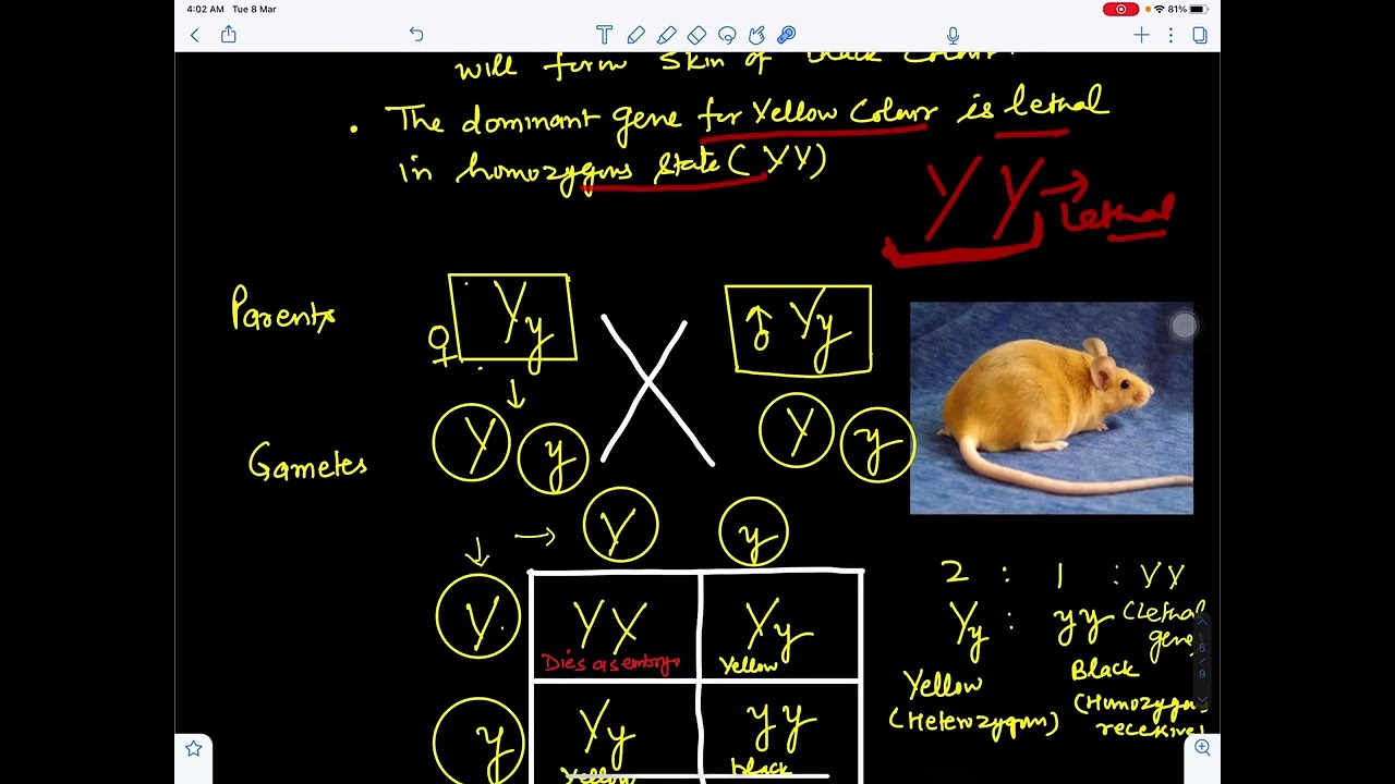 Lethal genes(ALLELIC INTERACTIONS)