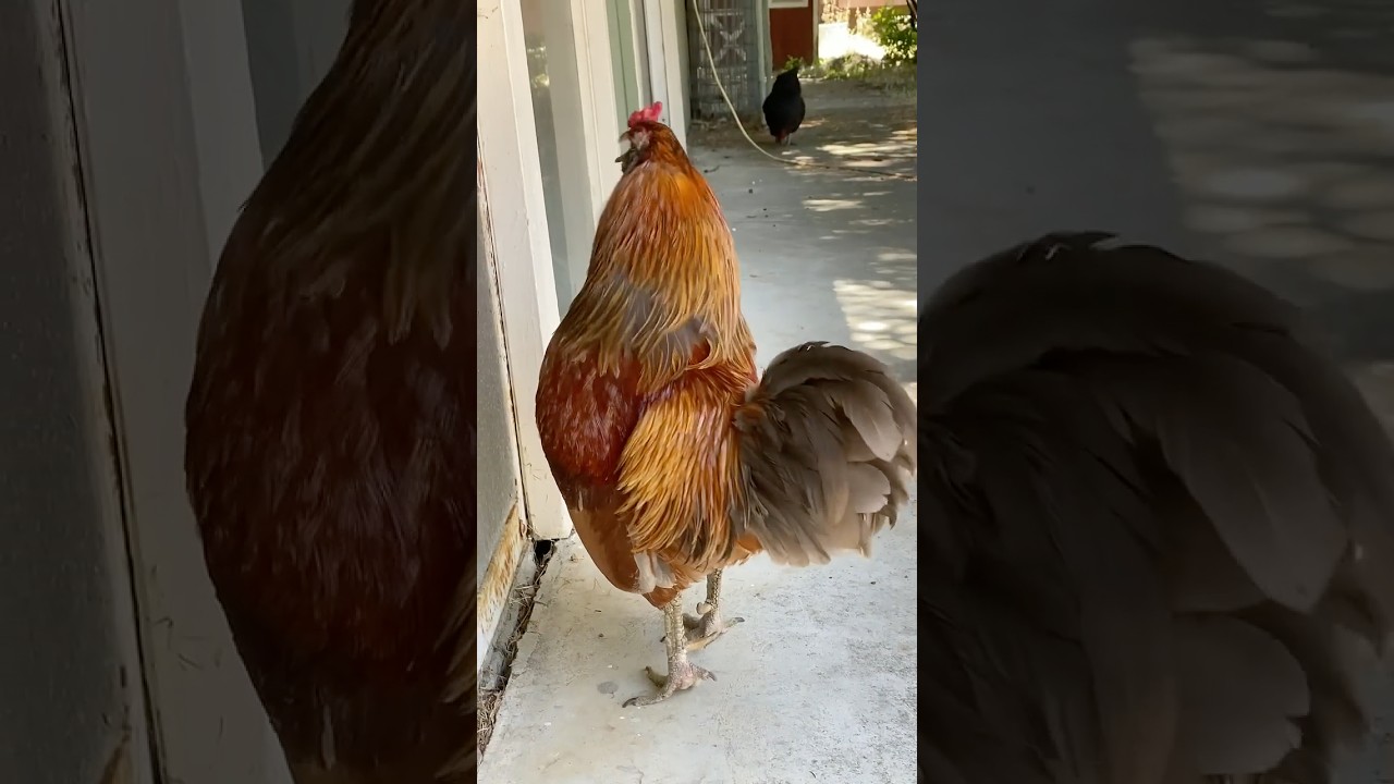 Cock-a-doodle-doo! Rooster crowing 🐓 #shorts #chicken #rooster #animals