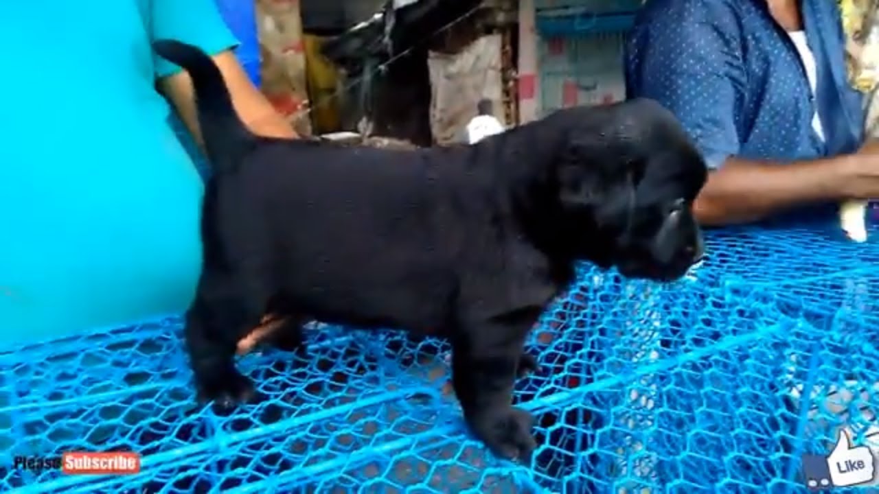 ENERGETIC LABRADOR BLACK & GOLDEN RETRIEVER PUPPIES AT GALIFF STREET PET MARKET KOLKATA