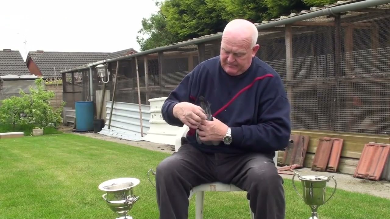 Wright Brothers Racing Pigeons: Pioneering Excellence in the Skies of Doncaster, UK