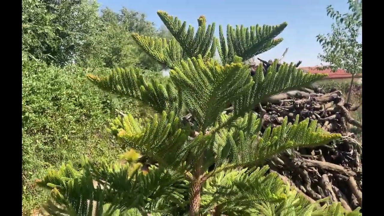 Araucaria o pino de Norfolk. Evitando el golpe de calor en días extremos de verano.