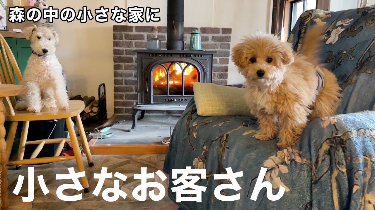 別々で暮らしているゆずが初めて森の中の小さな家に来たよ［中古物件リフォームDIY］