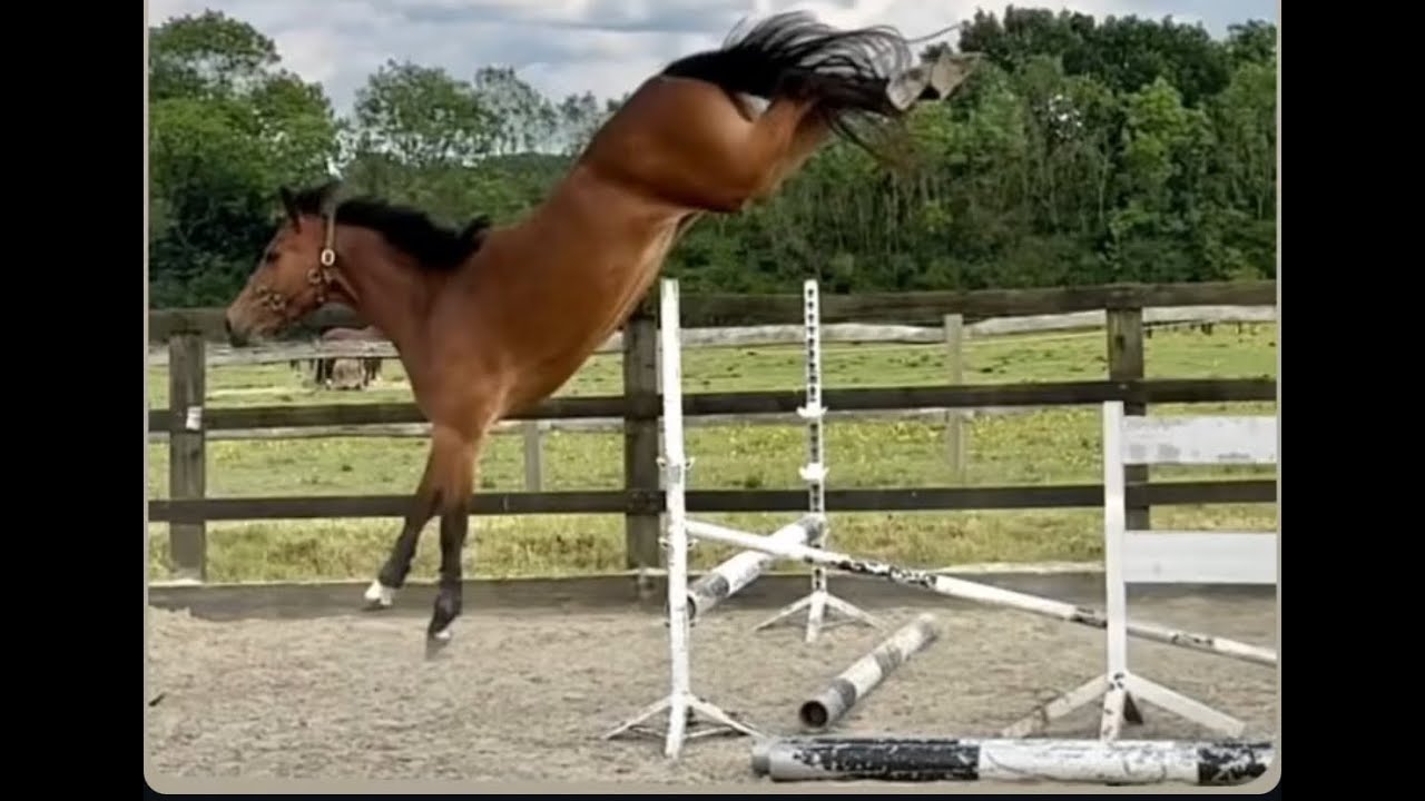 **SOLD**  3yo Mare by Heartbreaker - Cornet Obolensky. Granddaughter to Gatoucha van't Roosakker