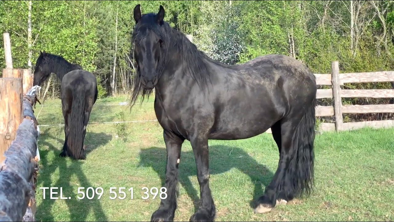 Konie Fryzyjskie na Podlasiu