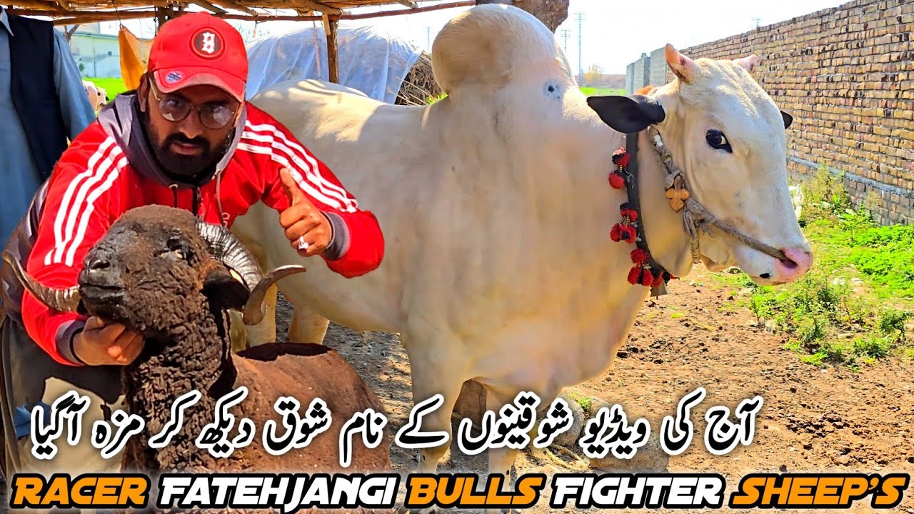 Shoq Dekh Kar Maza Aagya Racer Fatehjangi Bull MB Vlogs 