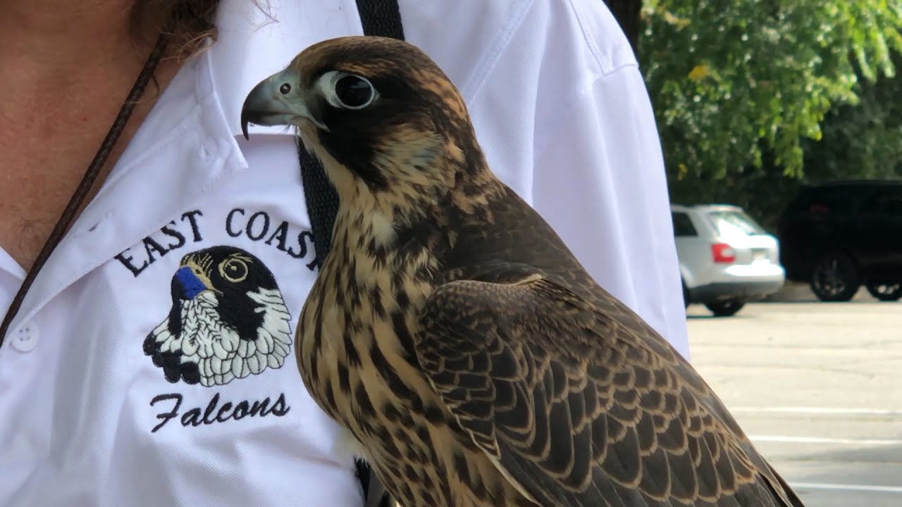 East Coast Falcons: Eliminating Pest Birds Through Falconry   | Localish