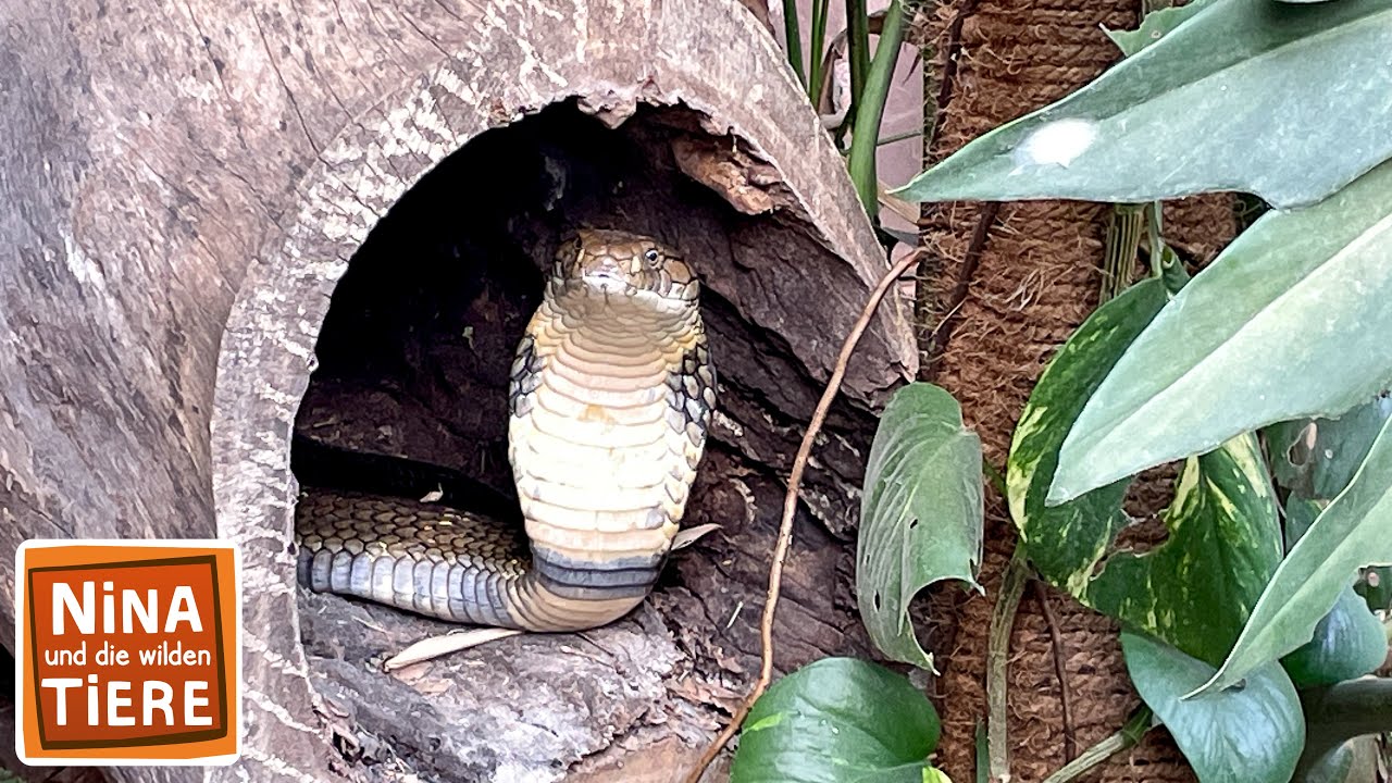 Giftschlange im Rucksack | Reportage für Kinder | Nina und die wilden Tiere